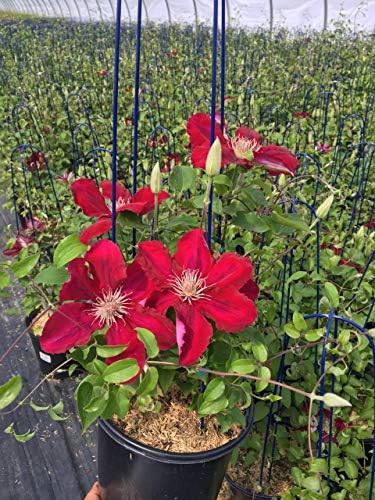 Raymond Evison Clematis - Clematis Rebecca (Clematis) Perennial, red flowers, 8`` - Size Container - Image 2