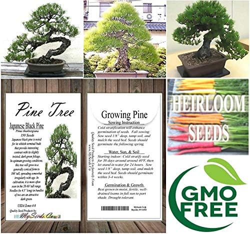 Big Pack Bonsai Tree Seeds - Japanese Black Pine Tree (150 Seeds), Pinus thunbergiana Pine Tree Seeds - Non-GMO Seeds by MySeeds.Co (Big Pack - Japanese Black Pine) - Image 6