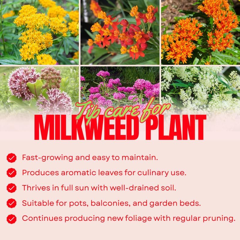 2 Random Milkweed Plants Live for Spring Planting, Butterfly Mikweed 4-8" in Tall, Asclepias Tuberosa Plants Bush for Perennial Flowers Outdoor Growing - Image 4