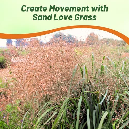 Outsidepride Sand Love Grass Seeds - 5,000 Pcs. Perennial, Easy to Grow, Drought-Tolerant, Tall Ornamental Grass, Thrives in Sandy Soil, Wind & Erosion Control for Landscaping, Year-Round Beauty - Image 4
