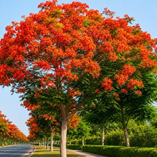 Royal Poinciana Seeds for Planting, Delonix regia, Heirloom Non-GMO Flamboyant Flame Tree Seeds, High Germination Tropical Flowering Shade Tree for Landscapes and Bonsai Projects, 25 Count - Image 6