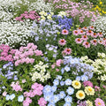 Ferry-Morse Pastel Bulk Wildflower Seeds, 230,000+, 1 lb by FerryMorse