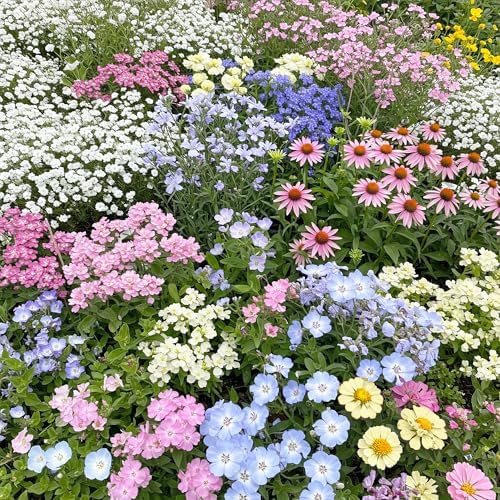 Ferry-Morse Pastel Bulk Wildflower Seeds, 230,000+, 1 lb by FerryMorse
