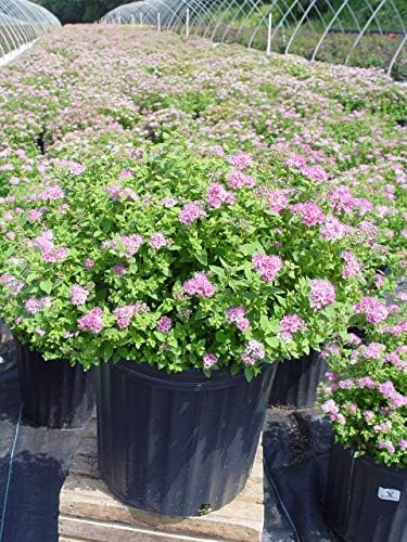 Spiraea jap. 'Little Princess' (Spirea) Shrub, #3 - Size Container - Image 2