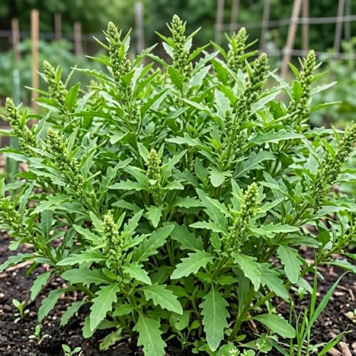 350 Epazote Seeds – Semilla de Epazote Chenopodium ambrosioides (Dysphania ambrosioides) Mexican Herb Seeds for Planting, Outdoor Garden & Containers - Image 3