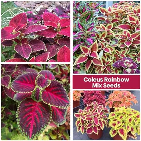 Groundio Coleus Rainbow Mix Seeds for Planting – Coleus Colorful Flower Seeds, Non-GMO Heirloom Seeds for Outdoor & Indoor Garden, Containers, Borders, Patios (Coleus scutellarioides) - Image 3