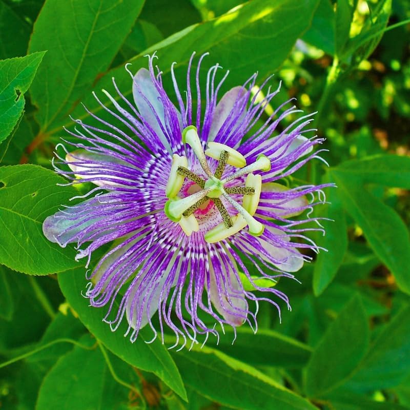 Lavender Passion Flower Live Plant, Passiflora Trellis Vine, 4-8 Inches - Image 6