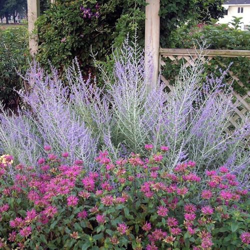 Perovskia atriplicifolia (Russian Sage) Live Perennial, Size-Quart, Summer Blooming Blue-Violet Spikes, Heat Tolerant, Aromatic Stems, Zones 5-9 - Image 4