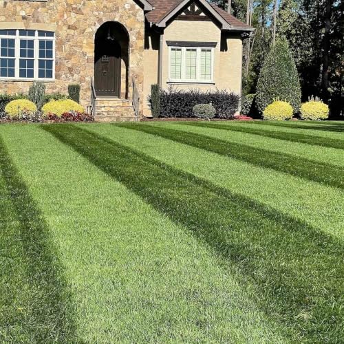 Envy Turf Type Tall Fescue Grass Seed (10 lbs) - 100% Weed Free - Drought Tolerant - Disease Resistant - Image 2