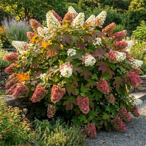 Oakleaf White Hydrangea Live Plant, Hydrangea Tree Shrub in Pot, 6-12" - Image 2