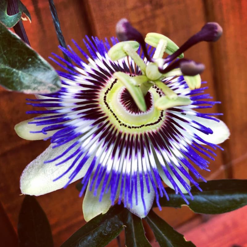2 Blue Passion Flower Live Plants, Passiflora Vine to Grow 5-7" Tall - Image 4