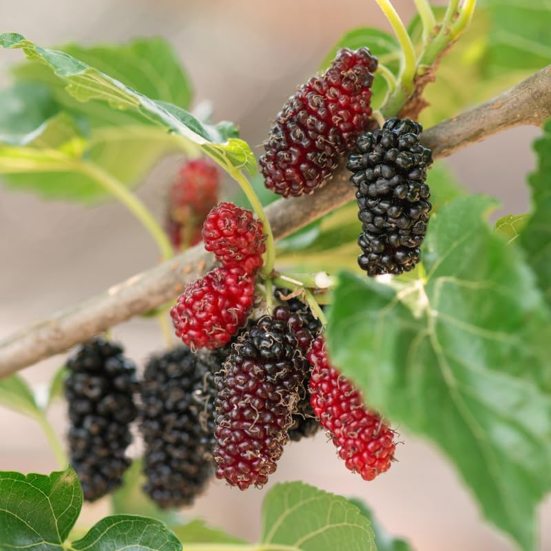 Illinois Everbearing Mulberry Live Plant, 4-8 Inch Tall Hardy Fruit Tree - Image 4