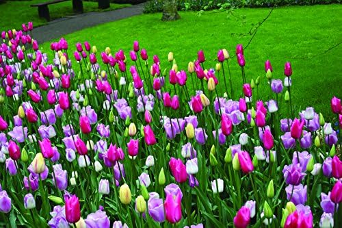 Mixed Triumph Tulips (25 Bulbs) - Assorted Colors of Tulip Bulbs by Willard & May - Image 2