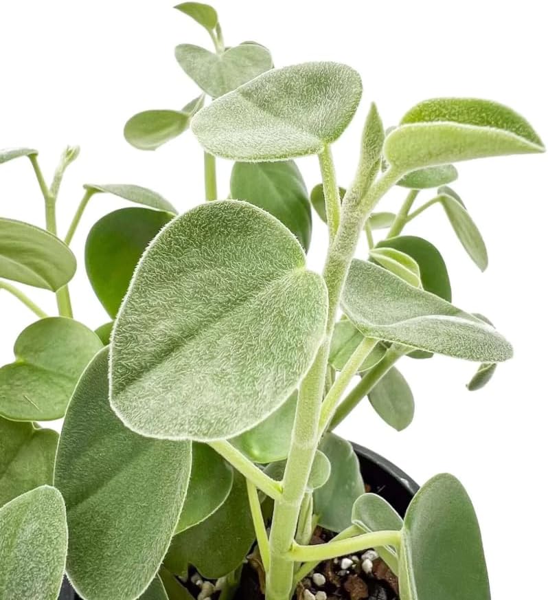 Variety of Peperomia Live Plant for Houseplant Tropical Shurb 4" Pot (Felted Peperomia Plant) - Image 2