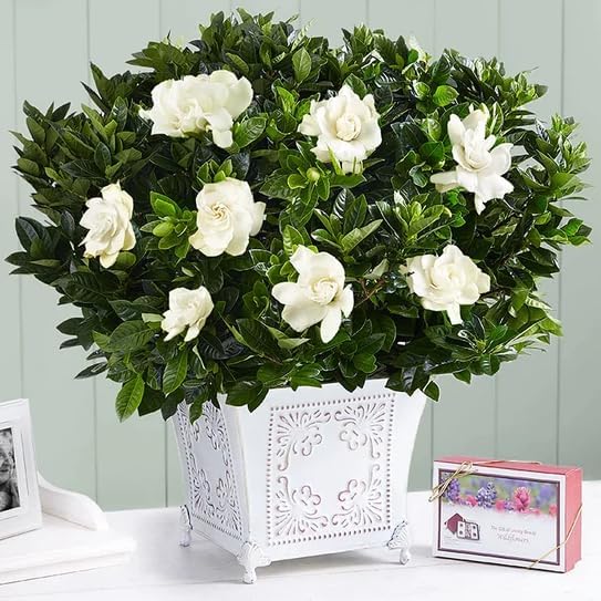 Daisy Ship Gardenia Veitchii Fragrant - 2 x 2 inch Bags - Image 5