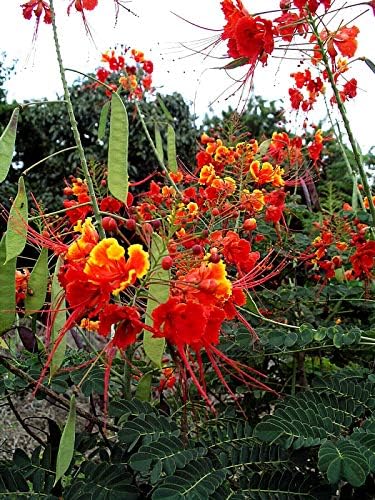 KVITER 10 Red Bird of Paradise seeds (Caesalpinia Pulcherrima) – Pride of Barbados,Dwarf Poinciana,Peacock Flower Seeds for Planting,Mexican Birds of Paradise – Perennial Bush seeds for Outdoor Garden - Image 6