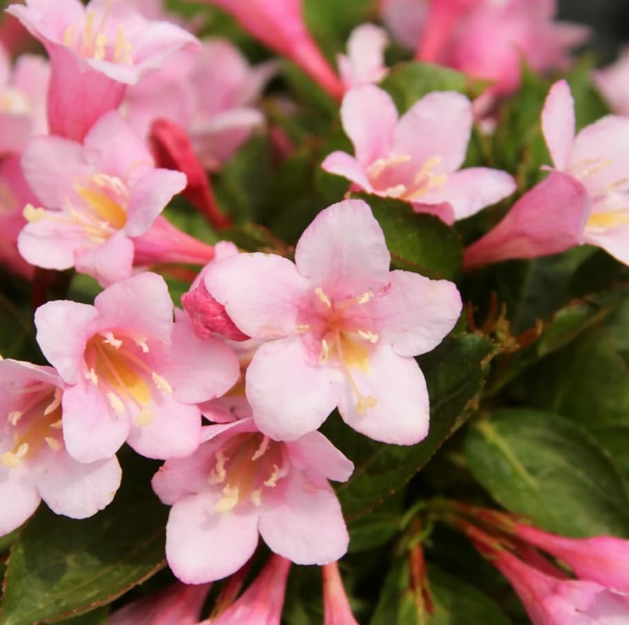 Pink Weigela Live Plant, Reblooming Weigela Shrub, Hardy Flowering Bush, Pink Bloom Landscape Plant, 6-12 Inch Tall, 4 Inch Pot - Image 4