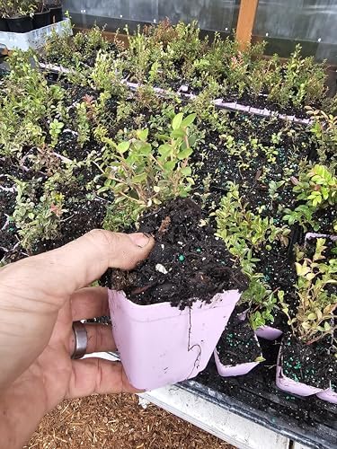 Live VACCINUM OVATUM Evergreen Huckleberry Shrub Plants, 2 Count, Outdoor, Full Sun, Well-Draining Soil (1, Small) by Unknown