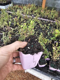 Live VACCINUM OVATUM Evergreen Huckleberry Shrub Plants, 2 Count, Outdoor, Full Sun, Well-Draining Soil (2, Small) by Unknown