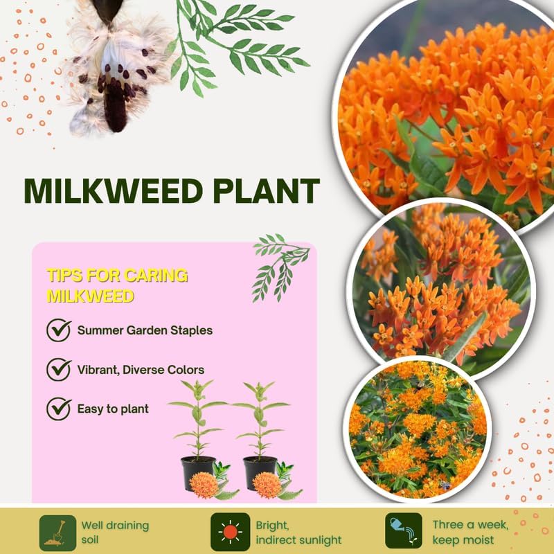 2 Orange Milkweed Live Plants, Flowering Plant, 4-7 Inch Tall - Image 3