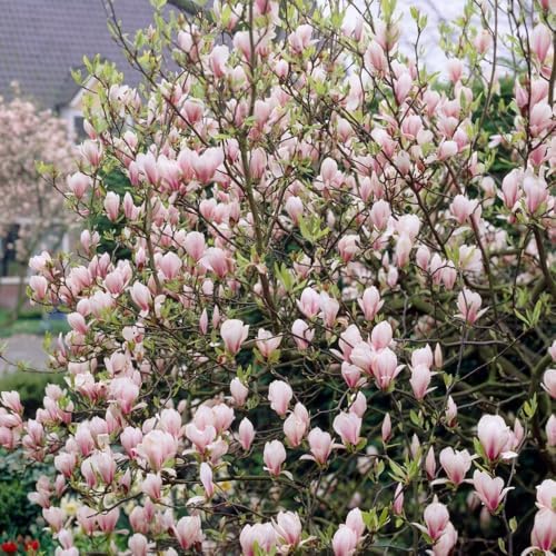 Saucer Magnolia Live Plant, Ornamental Tree, 6-12 Inch Tall, 2.5 Inch Pot - Image 6