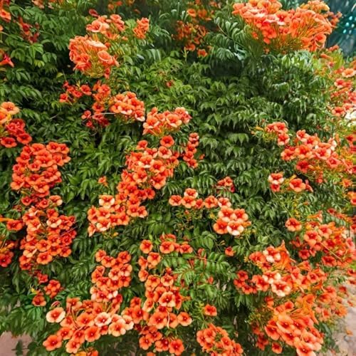 Hummingbird Trumpet Vine Seeds, 300 PCS, Fast-Growing Climbing Flowering Vine, Bright Orange Red Blooms, Attracts Hummingbirds & Butterflies, Hardy Perennial for Fence, Trellis & Garden - Image 5