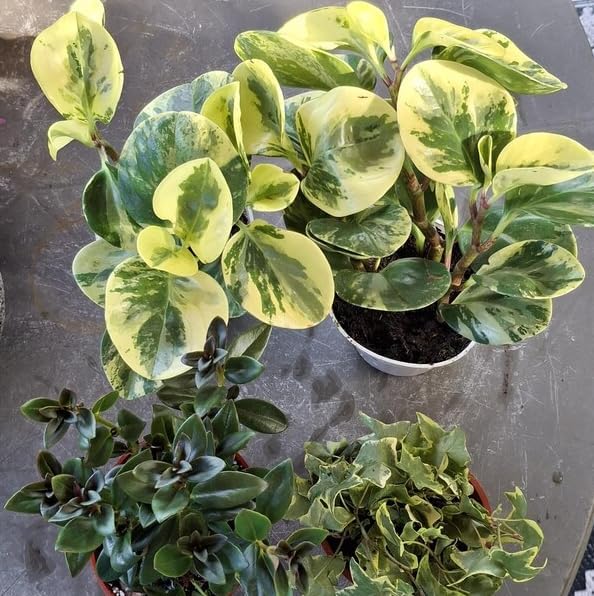 Variety of Peperomia Live Plant for Houseplant Tropical Shurb 4" Pot (Variegated Peperomia Plant) - Image 4