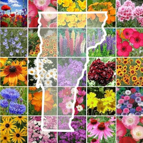 Eden Brothers Vermont Wildflower Mixed Seeds for Planting, 1 oz by EdenBrothers