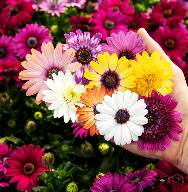 African Daisy Seeds - 50 Pcs Mix Osteospermum Perennial Flower Seeds - Image 7