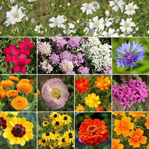 Ferry-Morse Children's Garden Bulk Wildflower Seeds, 650,000+, 1 lb - Image 2