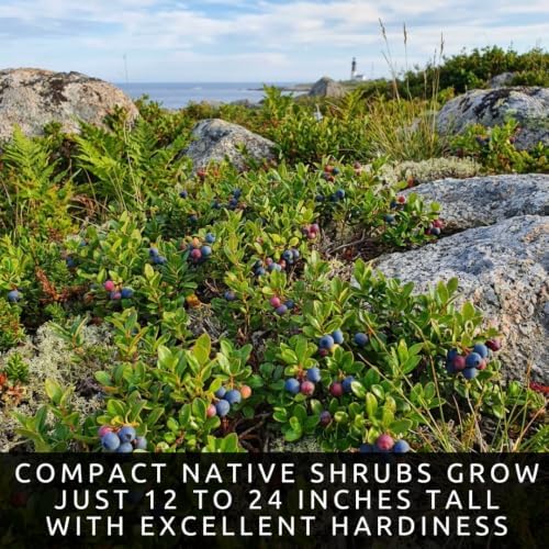 Lowbush Blueberry Seeds for Planting | Native Berry Shrub | 100 Seeds - Image 4