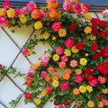 Climbing Live Rose Plant, Fragrant Ornamental Rose by GardenNurserySince1996
