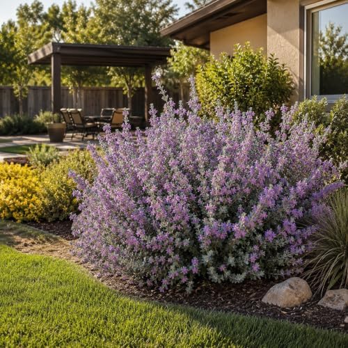 Texas Sage | 50 Live Plants | Leucophyllum frutescens | Drought-Tolerant Shrub for Landscaping | Hardy Evergreen with Silver Foliage and Purple Blooms - Image 2