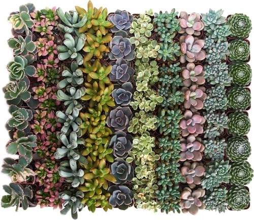Shop Succulents Pastel Succulent Plant Pack Bulk Collection - Live Mini Succulent Plants, Low Maintenance, Bright & Serene Colors & Textures - Wedding and Party Favors, Gift & Garden, Pack of 100 - Image 2