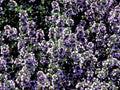 Greenwood Nursery: Live Ground-Cover Plants - Spicy Orange Thyme + Thymus x Citriodorus - [Qty: 3X Pint Pots] - (Click for Other Available Plants/Quantities) by GreenwoodNursery