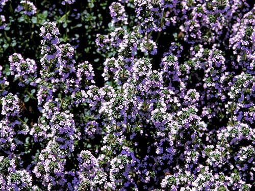 Greenwood Nursery: Live Ground-Cover Plants - Spicy Orange Thyme + Thymus x Citriodorus - [Qty: 10x Pint Pots] - (Click for Other Available Plants/Quantities) by GreenwoodNursery
