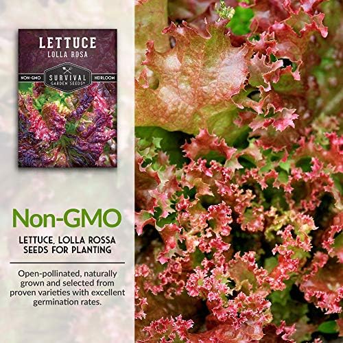 Lolla Rosa Lettuce Seeds for Planting, Red Leaf Variety - 2 Packs - Image 3