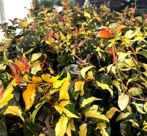 Jasmine Summer Sunset - 20 Live Plants - Trachelospermum Asiaticum - Colorful Groundcover Vine - Image 3
