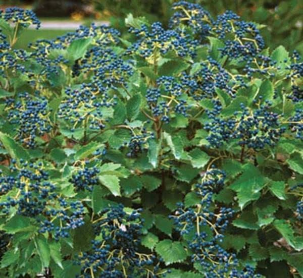 Proven Winners Blue Muffin Viburnum, Live Flowering Shrub, 3 Gallon - Image 2