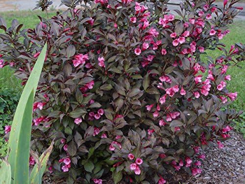 Proven Winners - Weigela Florida Wine & Roses (Weigela) Shrub, Pink Flowers, #2 - Size Container - Image 3