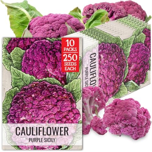 Seed Needs Purple Sicily Cauliflower Seeds to Plant Heirloom 2 Packs by SeedNeeds
