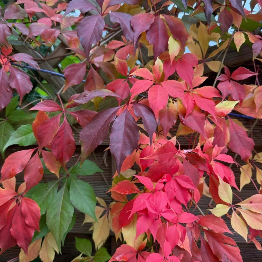 Pack of 4 Virginia Creeper Vine Plants, Vibrant Red in Fall, Climbing Ivy Plants Live Perennial Vines 5-7 Inc Tall, No Pot - Image 4
