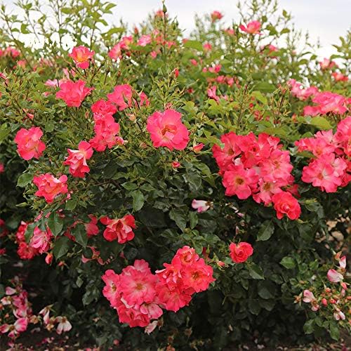 Heirloom Shrub Roses, Live Own Root Plant, Yabba Dabba Doo - Image 2