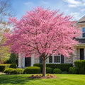 Pink Cherry Blossom Plant Live, Cherry Blossom Tree, Flowering Blossom Tree for Planting Outdoors, 5-10 Inch Tall, 2.5 Inch Pot, Dormant in Winter by HARINI