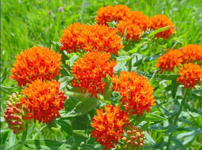 Butterfly Milkweed – Asclepias tuberosa – Live Plants – 2 Pack – 3 Inch Pots - Monarch Host Plant, Very Hardy - Image 5