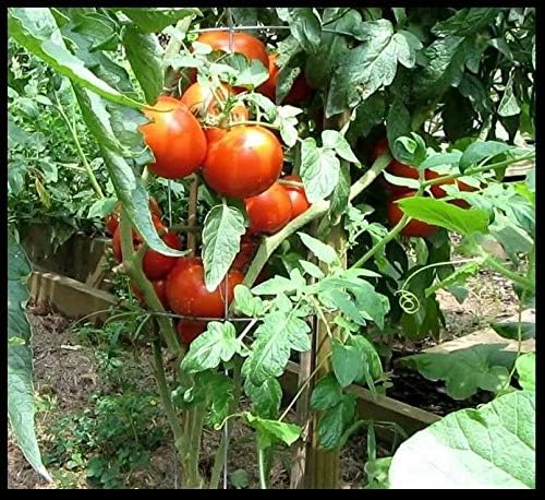 Homestead Tomato 100-6400 Seeds Heirloom Survival Huge Heavy Producer! Classic Slicing (3200) - Image 3