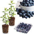 2 Highbush Blueberry Plants Live, Sweet Berry Shrub, 4-7 Inch Tall by GardenNurserySince1996