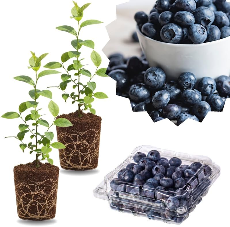 2 Highbush Blueberry Plants Live, Sweet Berry Shrub, 4-7 Inch Tall by GardenNurserySince1996