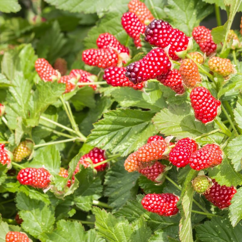 Thornless Loganberry Bush Live Plant, Berry Fruit Tree, 5-9 Inch Tall - Image 2