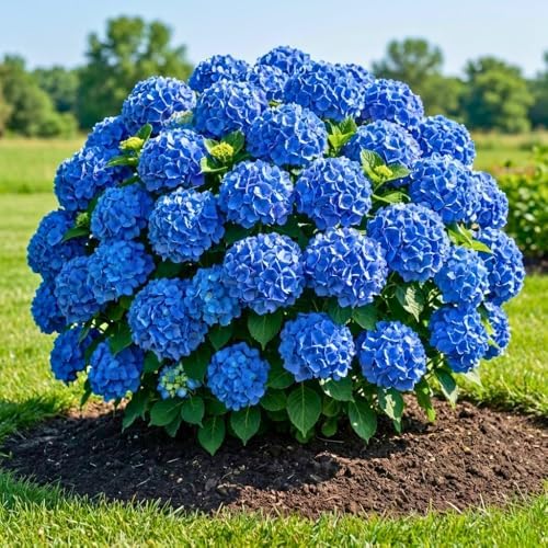Pink Hydrangea Live Plant, Hydrangea Tree Shrub in Pot, 6-12 Inc Tall - Image 6